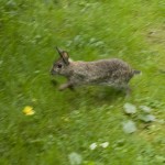 Baby bunny at Ballard