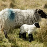 mountain ewe with newborn  lamb