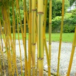 Garden, Bamboos