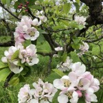 Apple Blossoms Apr'19