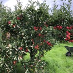 Apple Harvest'18