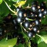 Black Currants