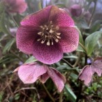 Hellebore-Jan2019