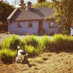 Max at the Cottage